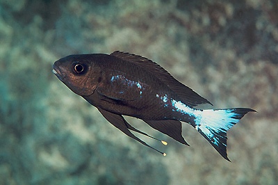 Ophthalmotilapia boops 'Nkondwe Island'